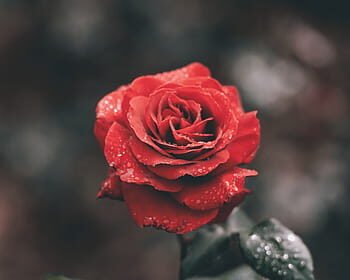 Benefits of Roses in Your Home